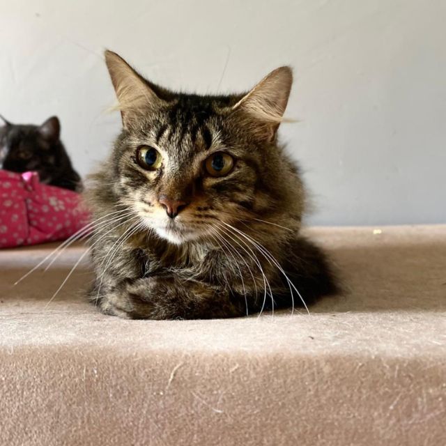 Doação para os nossos gatos
